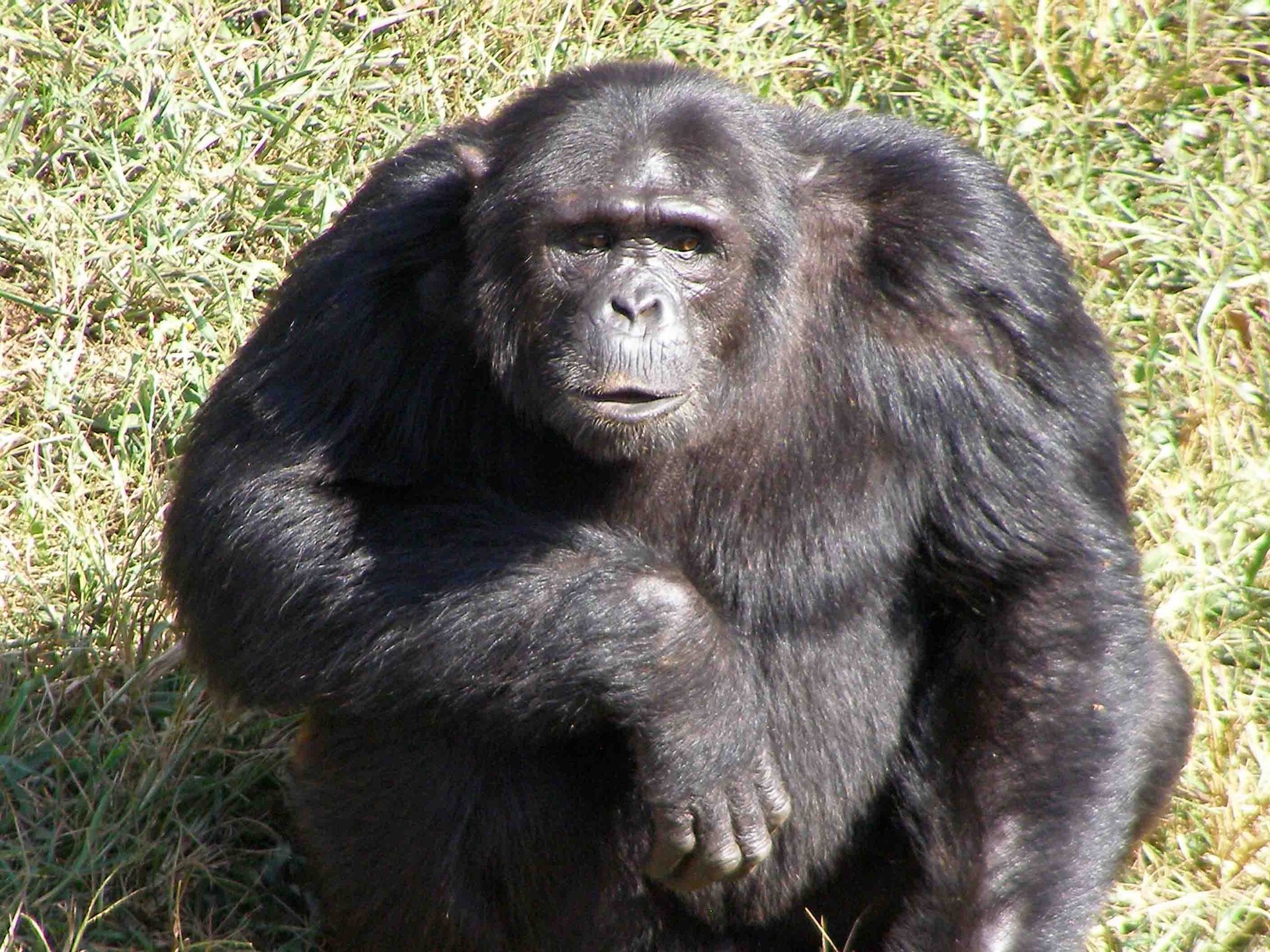 A chimpanzee sitting in the grass on Ngamba Island, looking towards the camera